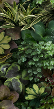 Керамогранит 4100153 Jane C 50x100