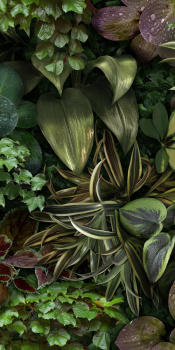 Керамогранит 4100152 Jane B 50x100